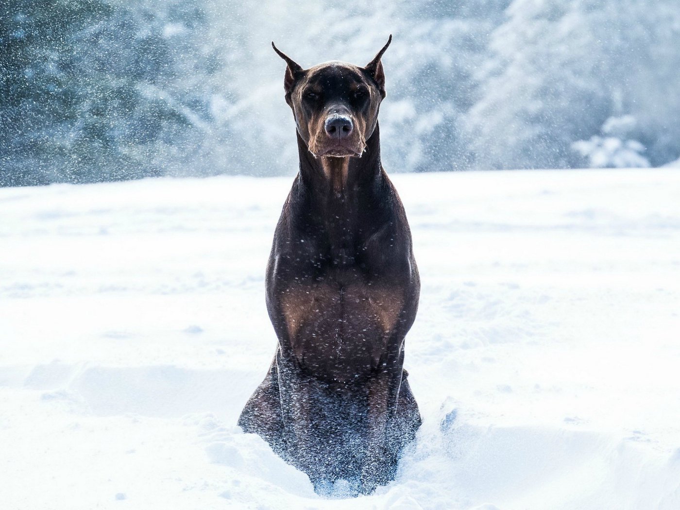 Собаки Доберманы зима
