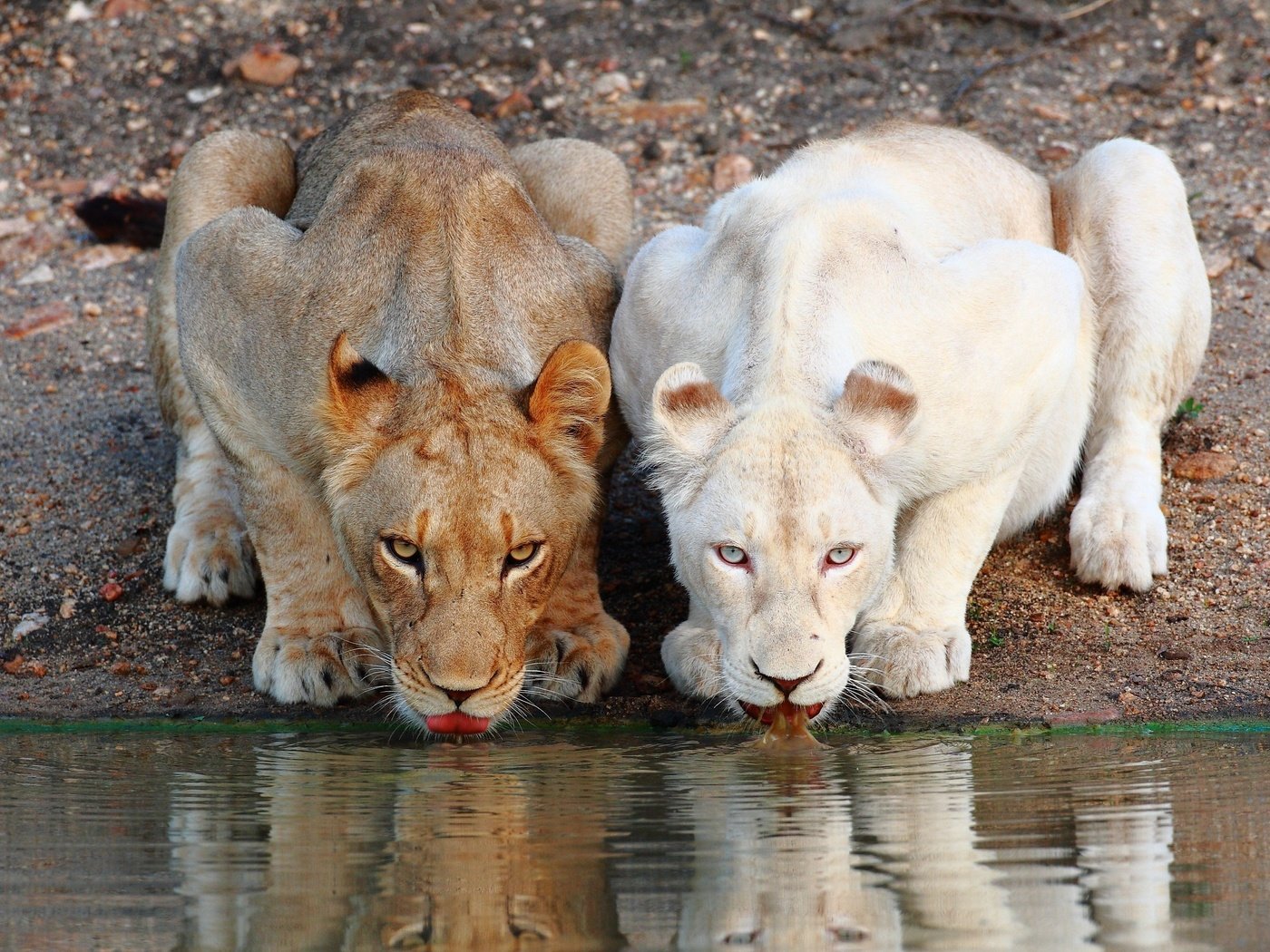 Обои морда, хищник, львы, водопой, дикая кошка, львицы, face, predator, lions, drink, wild cat, lioness разрешение 3000x2000 Загрузить