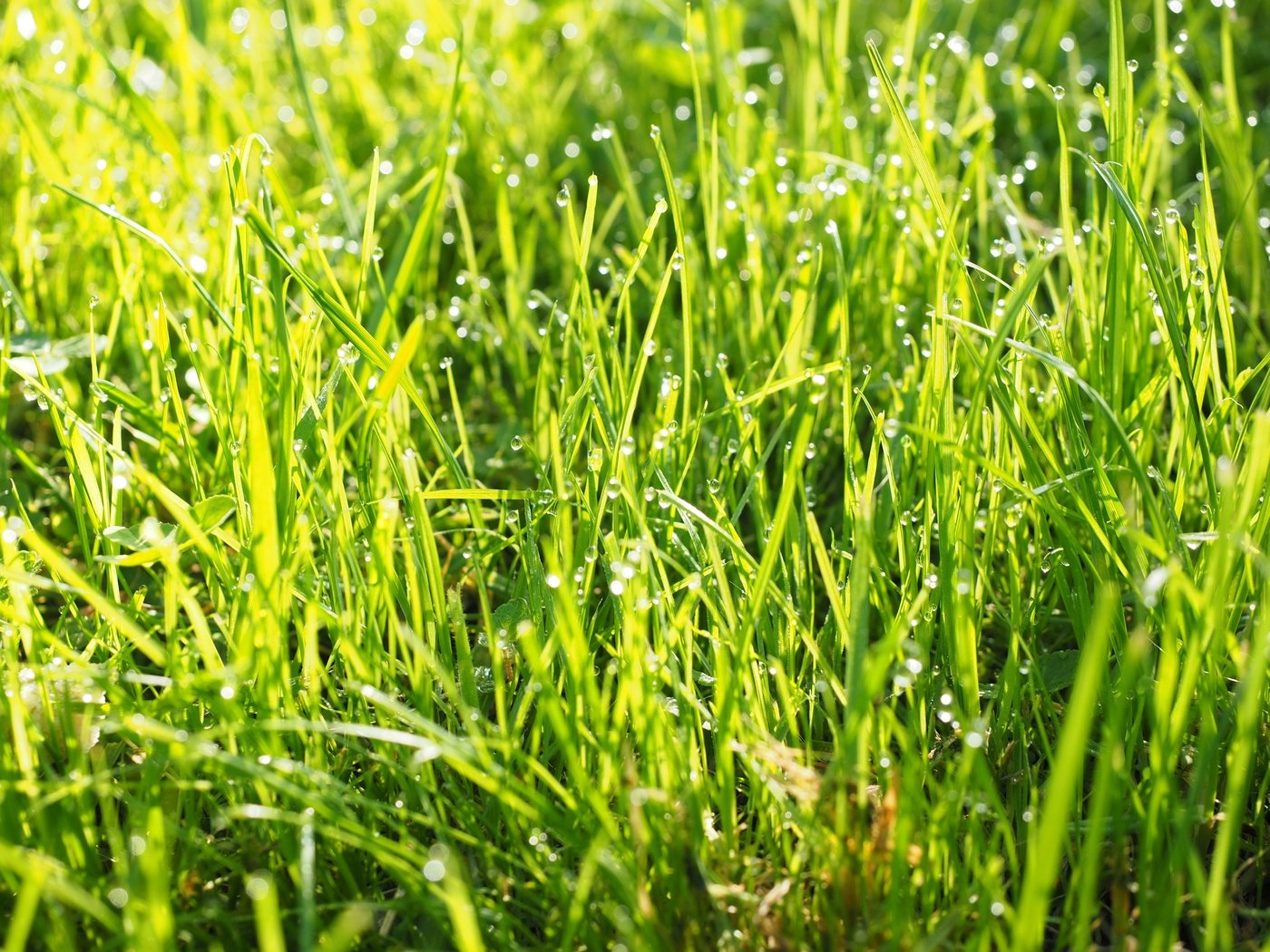 Обои трава, природа, зелень, роса, капли, grass, nature, greens, rosa, drops разрешение 4608x3456 Загрузить