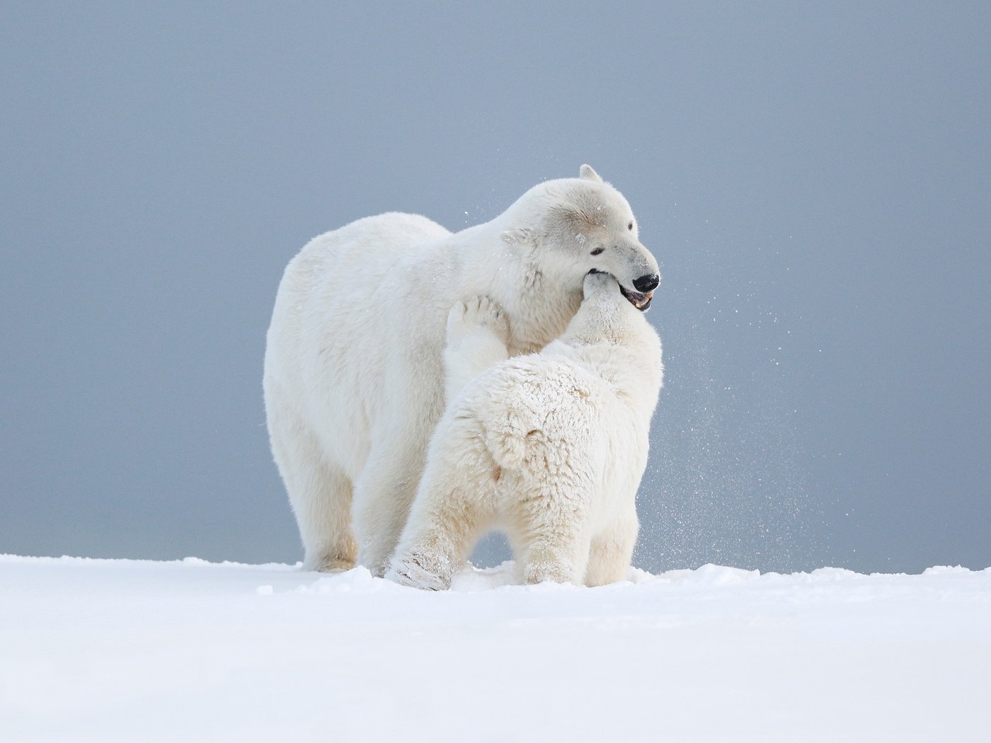 Обои медвежонок, небо, арктика, снег, медведица, природа, любовь, игра, медведи, белый медведь, детеныш, bear, the sky, arctic, snow, nature, love, the game, bears, polar bear, cub разрешение 3000x1687 Загрузить
