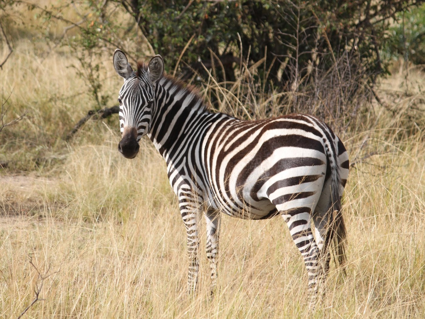 Обои трава, зебра, африка, животное, полосатая, серенгети, сафари, grass, zebra, africa, animal, striped, serengeti, safari разрешение 4752x3168 Загрузить