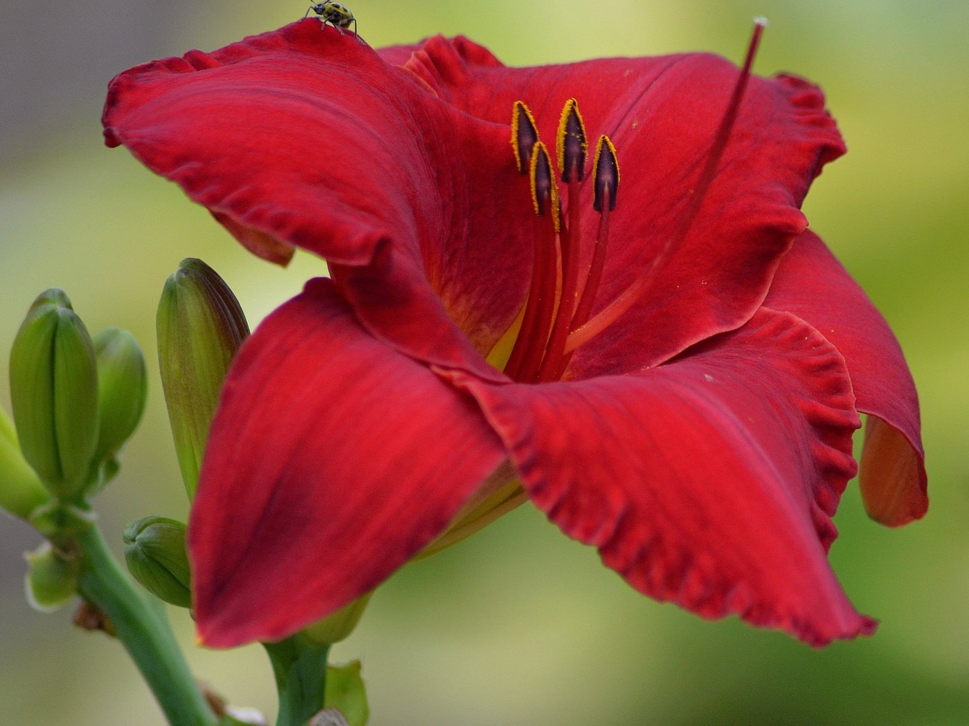 Обои бутоны, макро, цветок, лепестки, лилия, buds, macro, flower, petals, lily разрешение 3201x2868 Загрузить