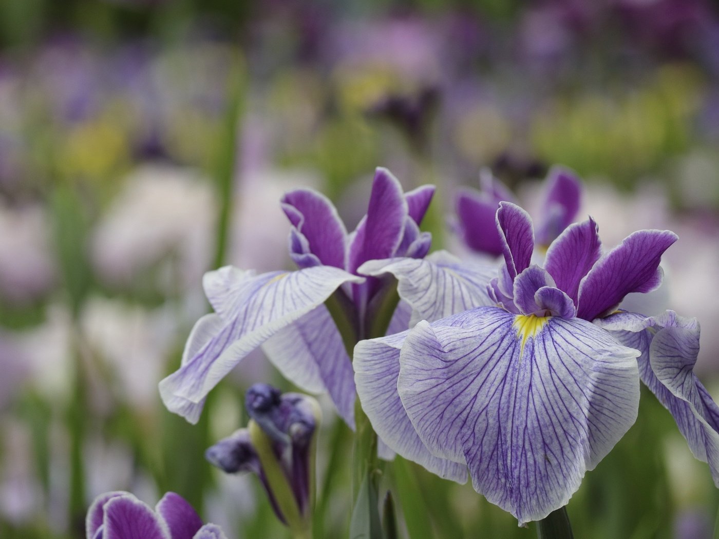 Обои цветы, макро, лепестки, сад, размытость, ирис, flowers, macro, petals, garden, blur, iris разрешение 1920x1280 Загрузить