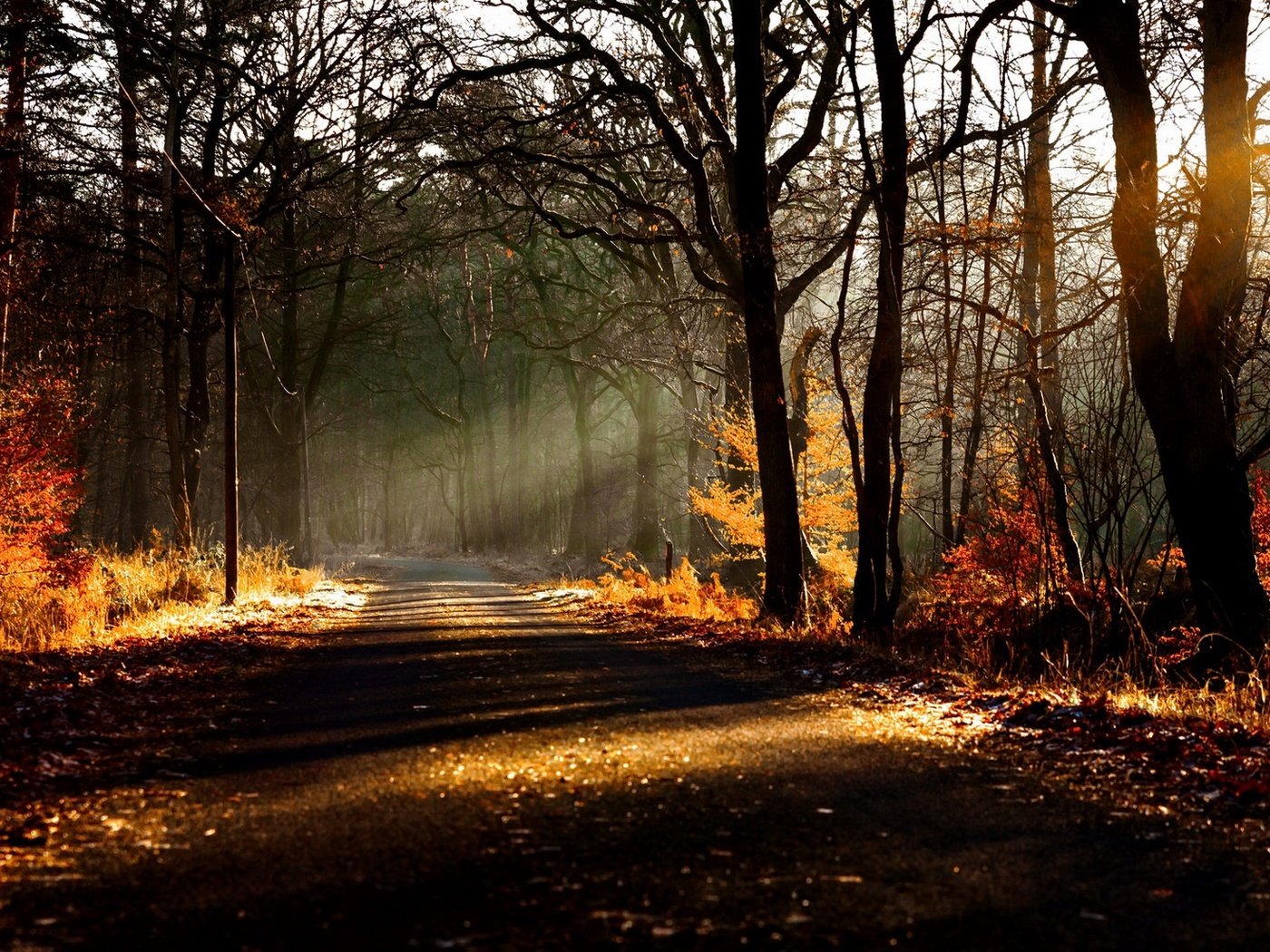 Обои дорога, деревья, природа, лес, листья, осень, солнечный свет, road, trees, nature, forest, leaves, autumn, sunlight разрешение 2135x1100 Загрузить