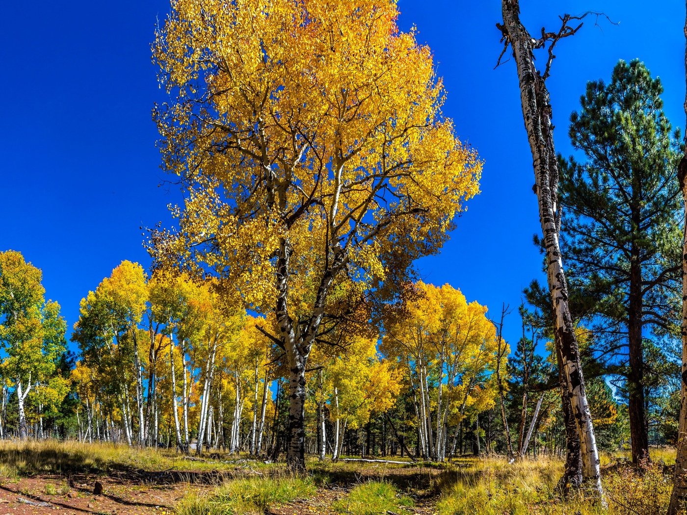 Обои небо, деревья, лес, березы, осень, сосна, осина, the sky, trees, forest, birch, autumn, pine, aspen разрешение 2048x1320 Загрузить