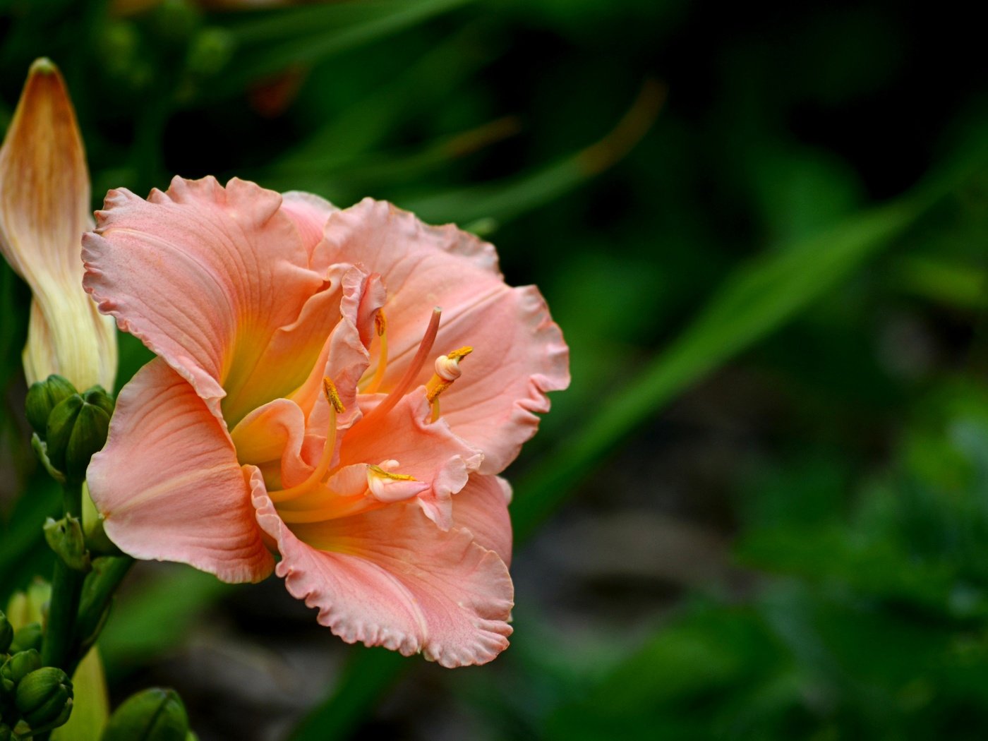 Обои цветок, лепестки, боке, лилейник, flower, petals, bokeh, daylilies разрешение 4000x2465 Загрузить