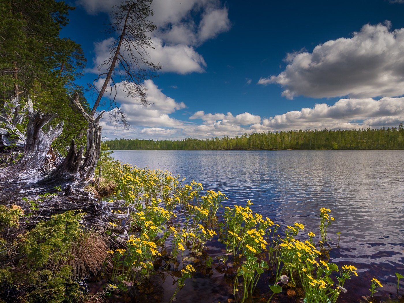 Обои небо, цветы, облака, озеро, лес, финляндия, hossa national park, the sky, flowers, clouds, lake, forest, finland разрешение 1920x1117 Загрузить