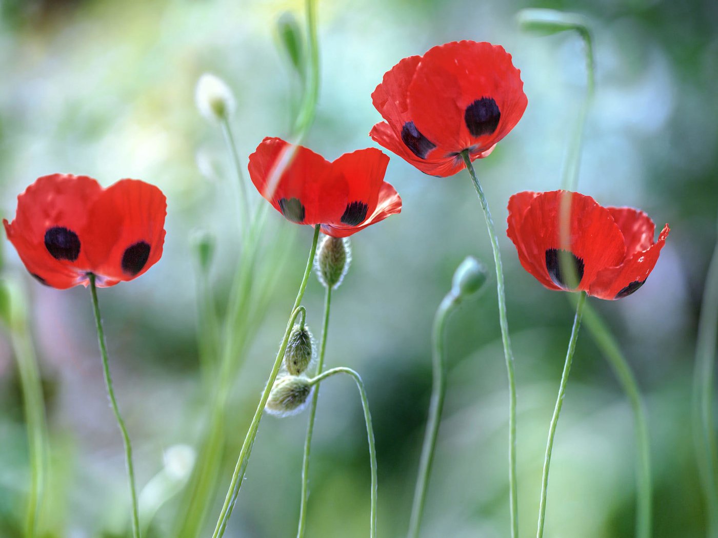 Обои цветы, лепестки, красные, маки, стебли, мэнди дишер, poppies, flowers, petals, red, maki, stems, mandy disher разрешение 2000x1333 Загрузить