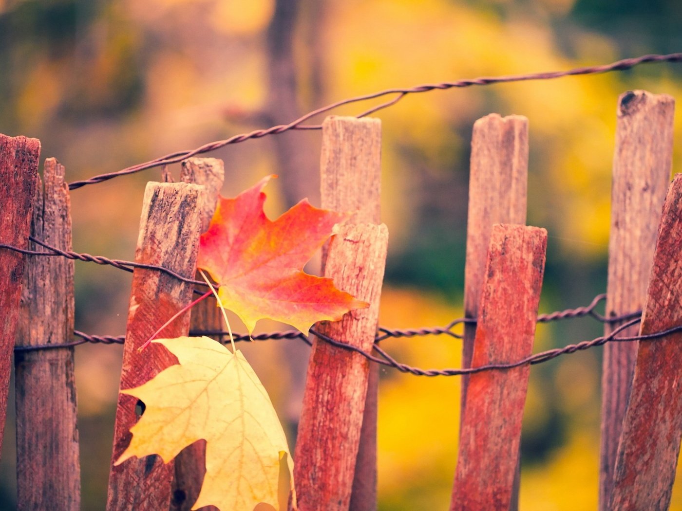Обои листья, макро, осень, забор, кленовый лист, leaves, macro, autumn, the fence, maple leaf разрешение 1920x1200 Загрузить