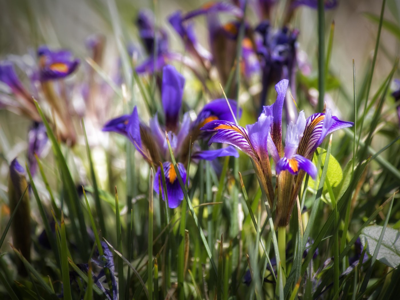 Обои цветы, трава, лепестки, ирисы, ирис, theophilos papadopoulos, flowers, grass, petals, irises, iris разрешение 5745x3830 Загрузить