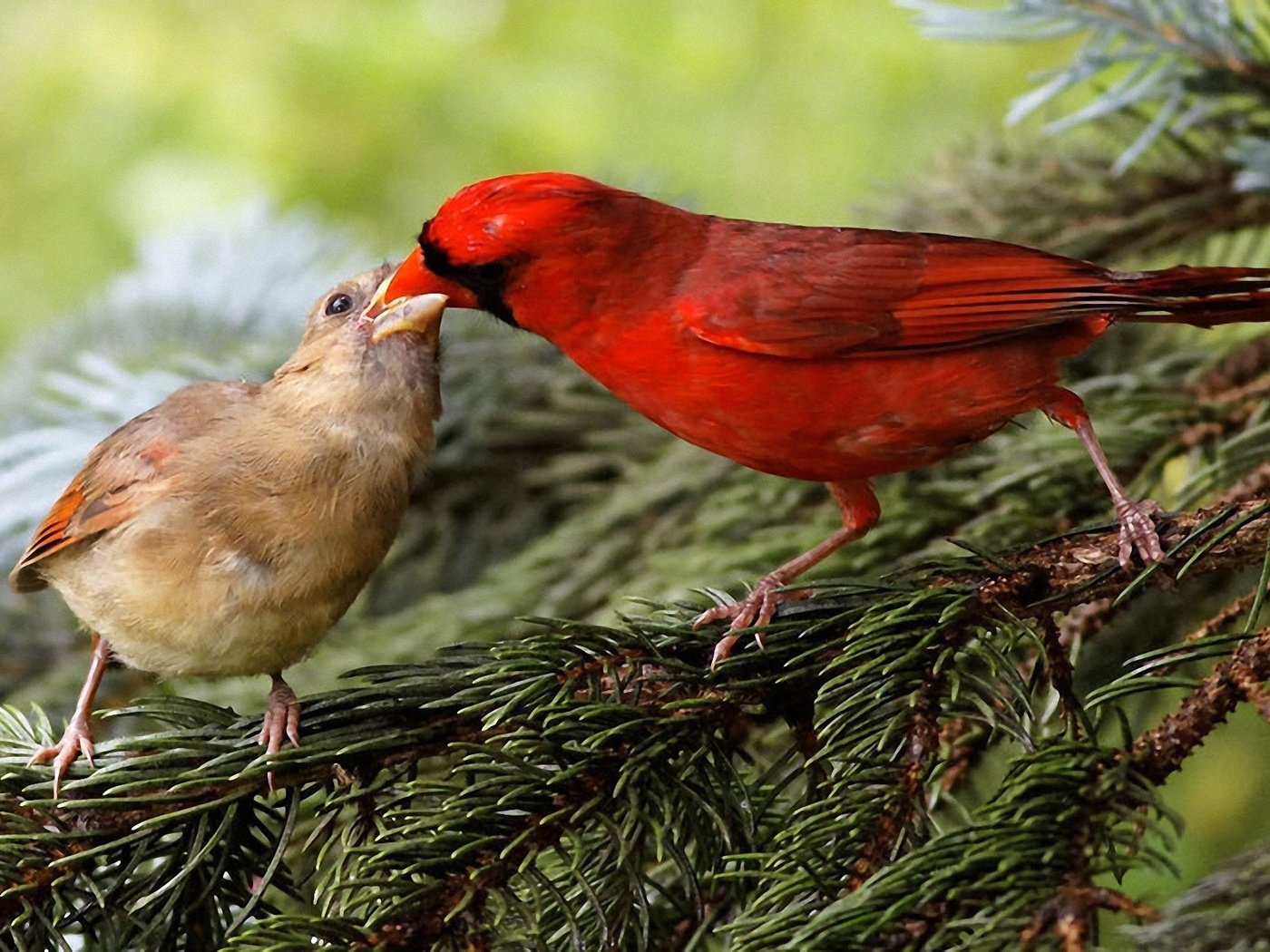 Обои природа, хвоя, ветки, птицы, клюв, кардинал, зяблик, nature, needles, branches, birds, beak, cardinal, chaffinch разрешение 1920x1200 Загрузить