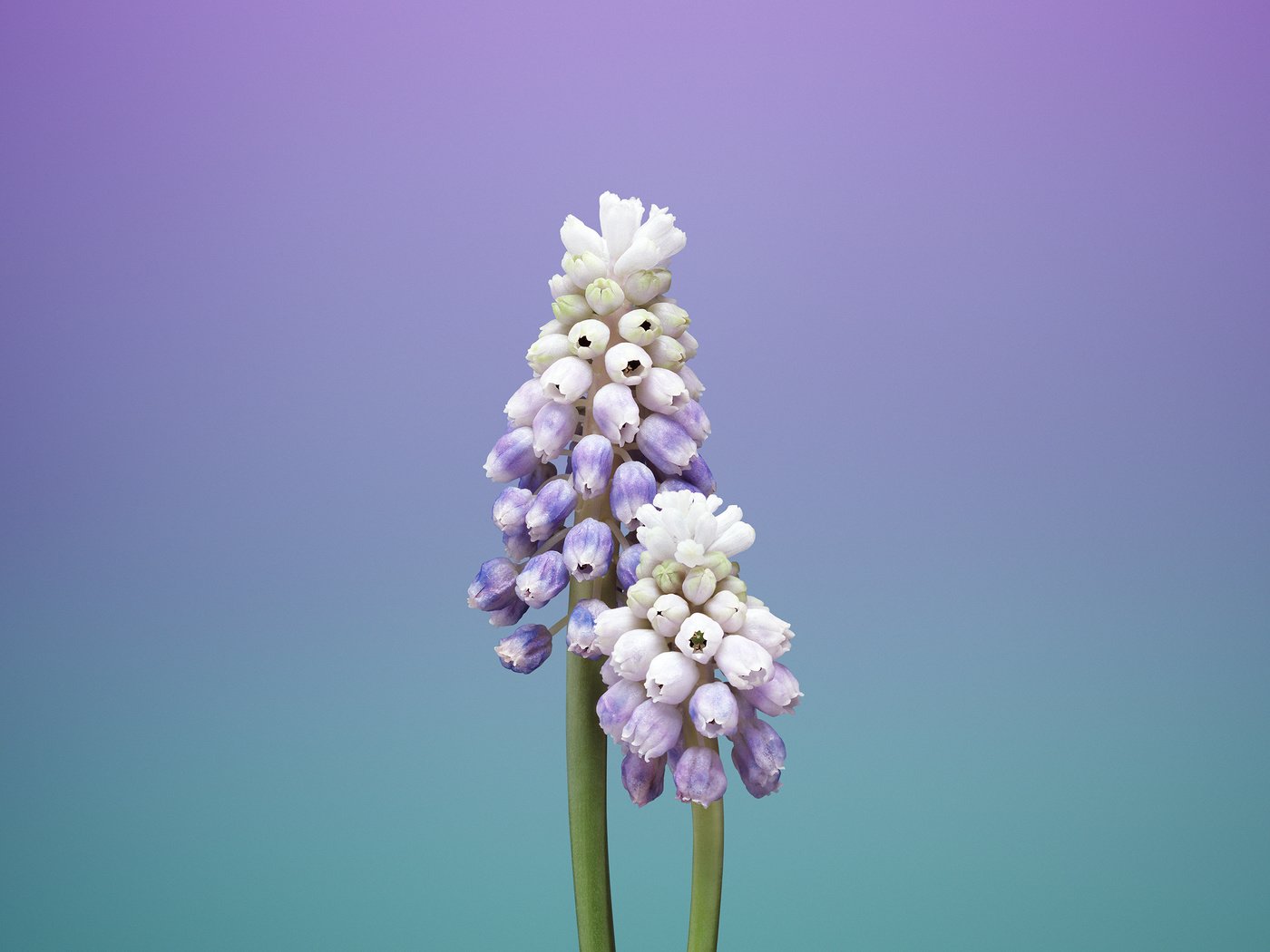 Обои цветы, макро, стебли, мускари, мышиный гиацинт, flowers, macro, stems, muscari, hyacinth mouse разрешение 2524x2524 Загрузить