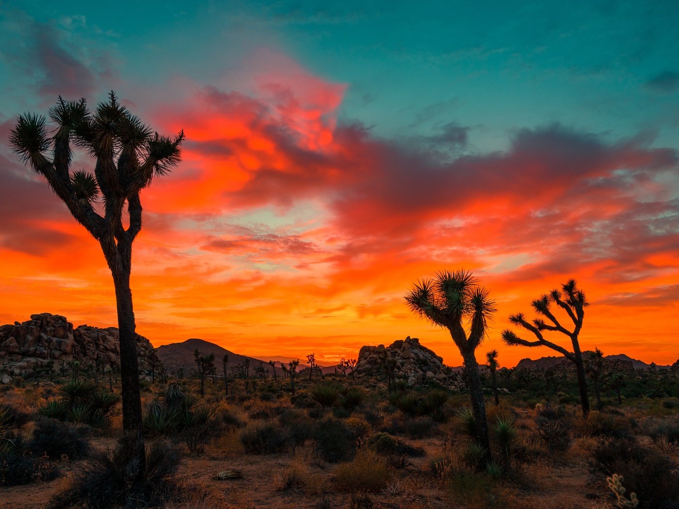 Обои небо, облака, деревья, скалы, закат, joshua tree national park, the sky, clouds, trees, rocks, sunset разрешение 6000x4000 Загрузить