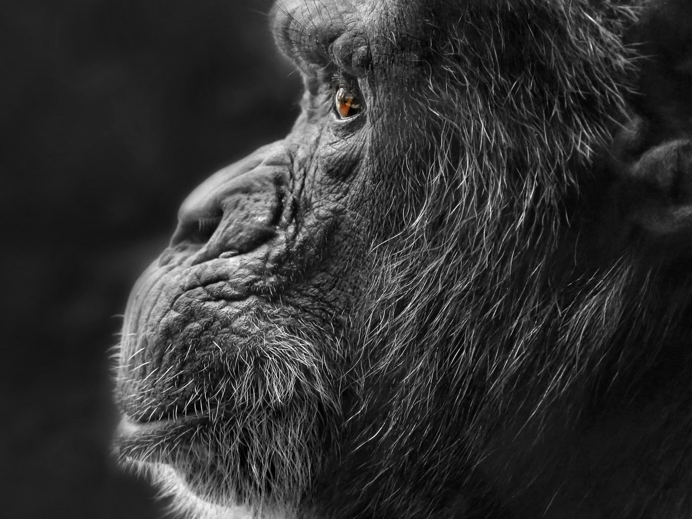 Обои природа, фон, чёрно-белое, профиль, обезьяна, горилла, nature, background, black and white, profile, monkey, gorilla разрешение 2048x1351 Загрузить