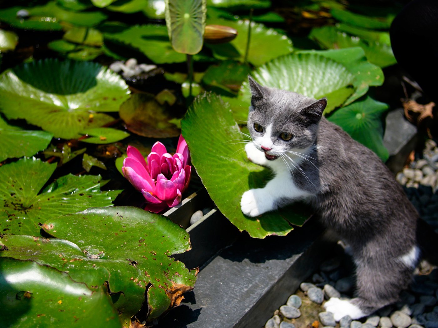 Обои листья, цветок, кошка, сад, водяная лилия, котейка, leaves, flower, cat, garden, water lily разрешение 2112x1188 Загрузить