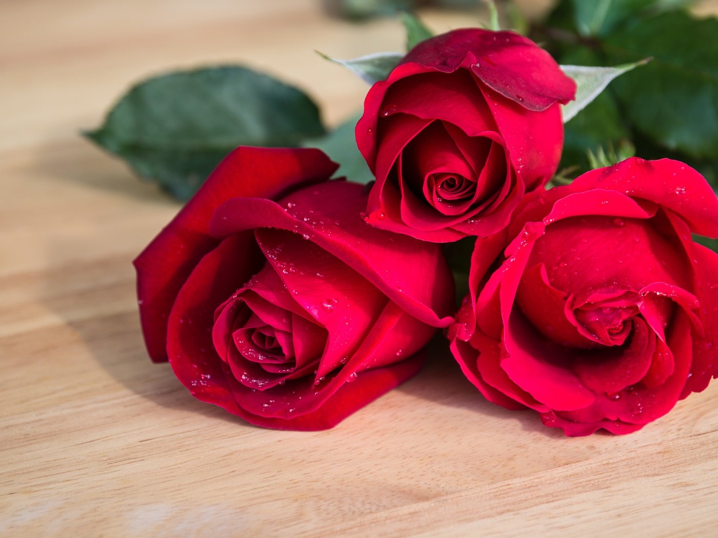 Обои цветы, бутоны, розы, красные, букет, flowers, buds, roses, red, bouquet разрешение 5184x3332 Загрузить