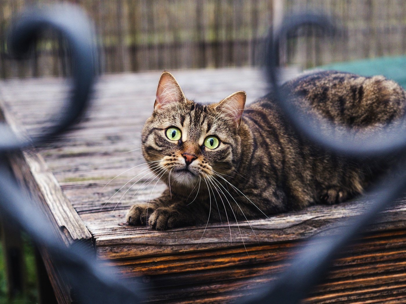 Обои кот, кошка, взгляд, забор, боке, cat, look, the fence, bokeh разрешение 3840x2160 Загрузить