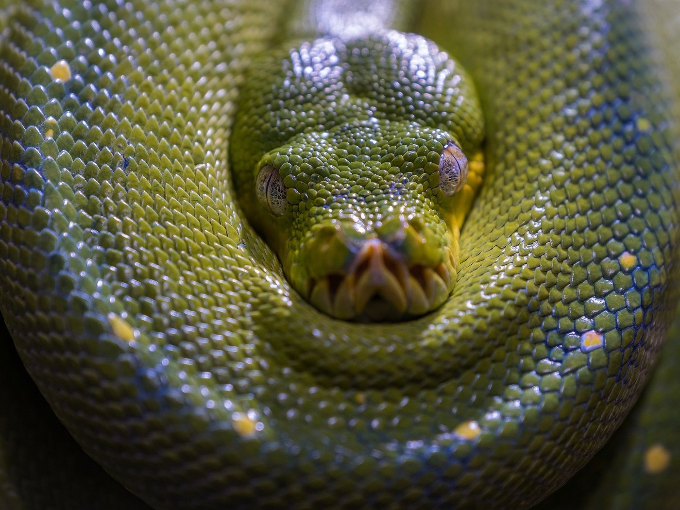 Обои морда, взгляд, змея, зеленая, питон, рептилия, face, look, snake, green, python, reptile разрешение 2048x1365 Загрузить