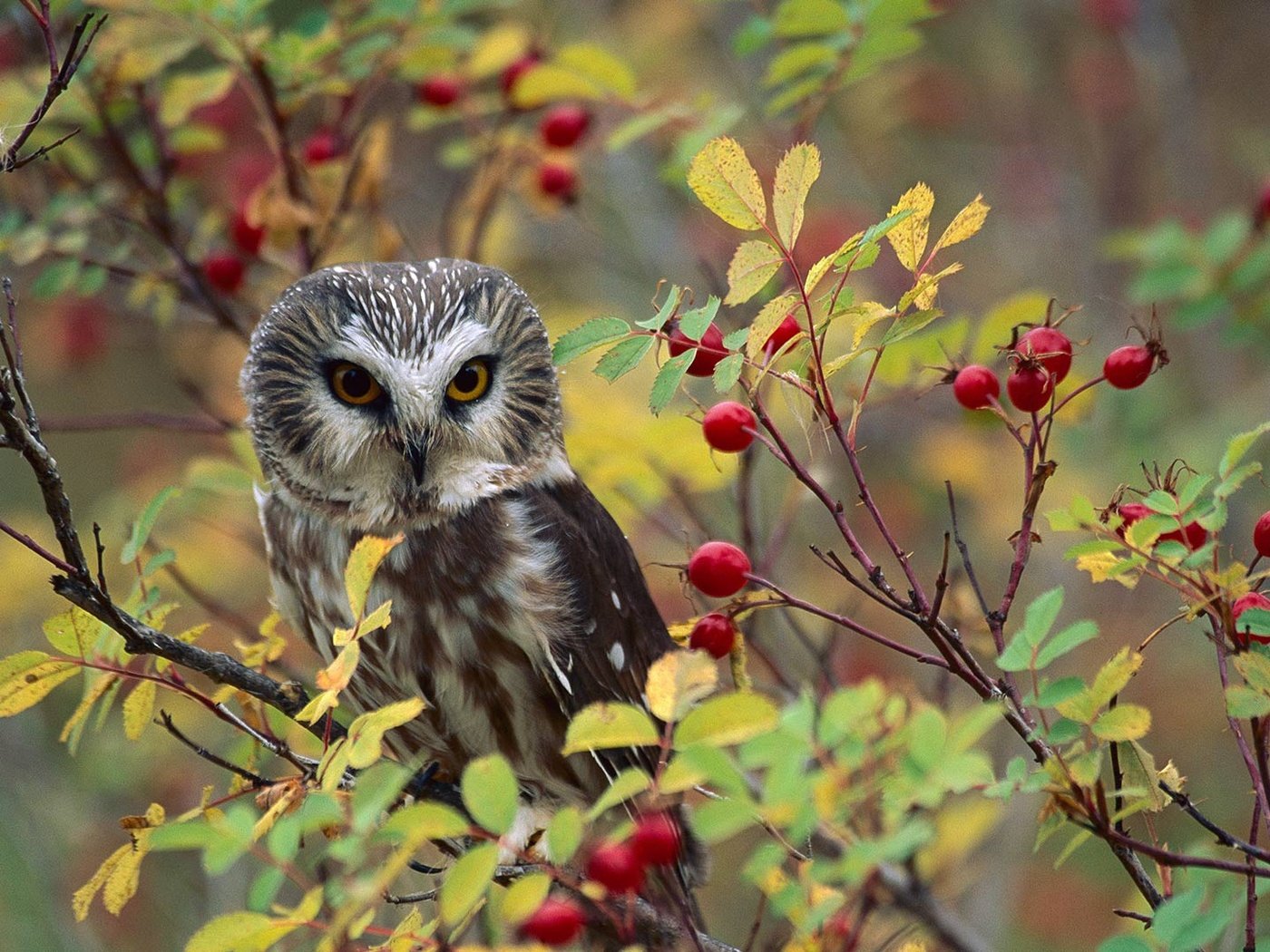 Обои природа, птица, ягоды, североамериканский мохноногий сыч, nature, bird, berries, north american boreal owl разрешение 1920x1080 Загрузить