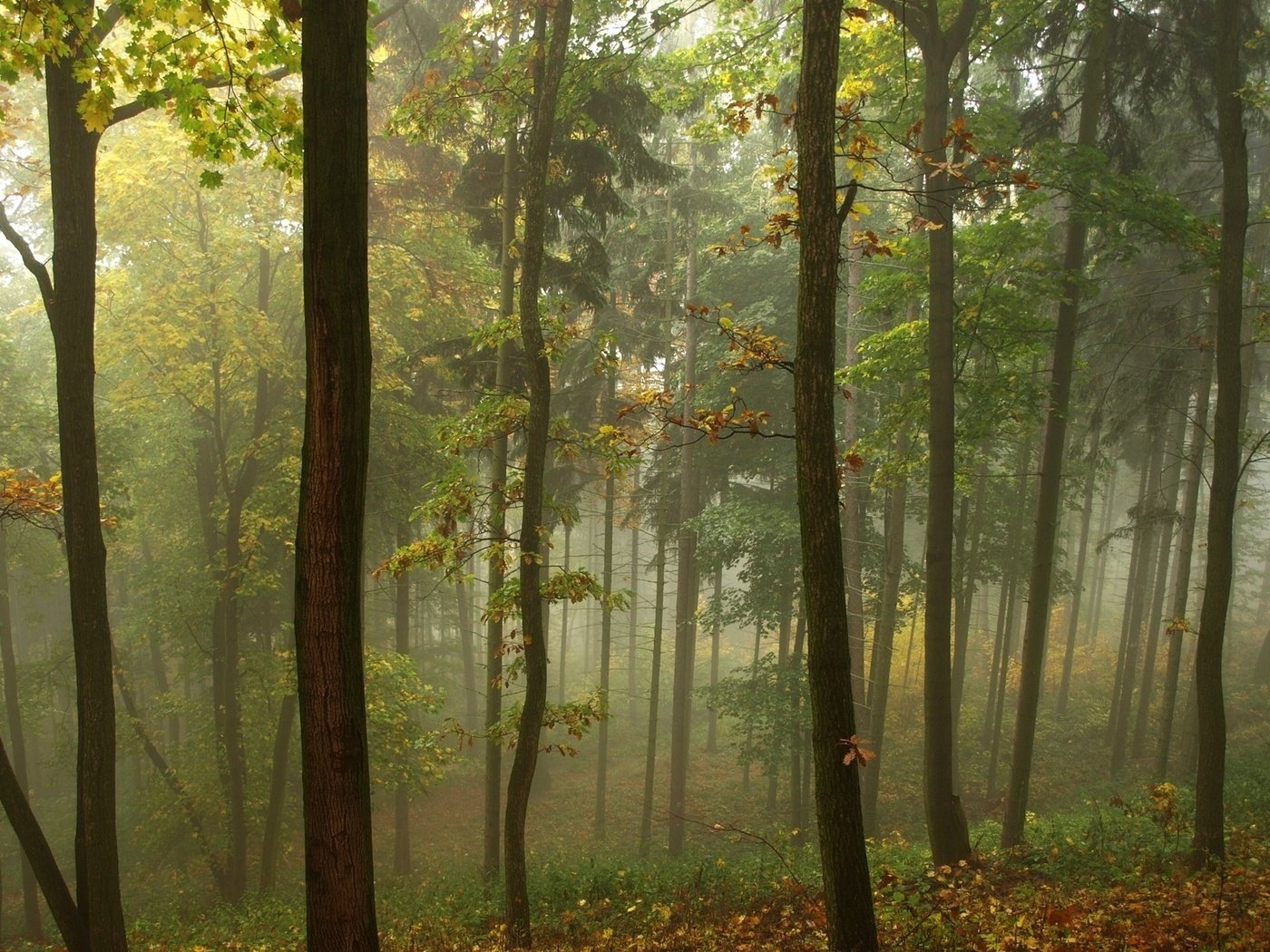 Обои трава, деревья, природа, лес, листья, туман, grass, trees, nature, forest, leaves, fog разрешение 1920x1200 Загрузить