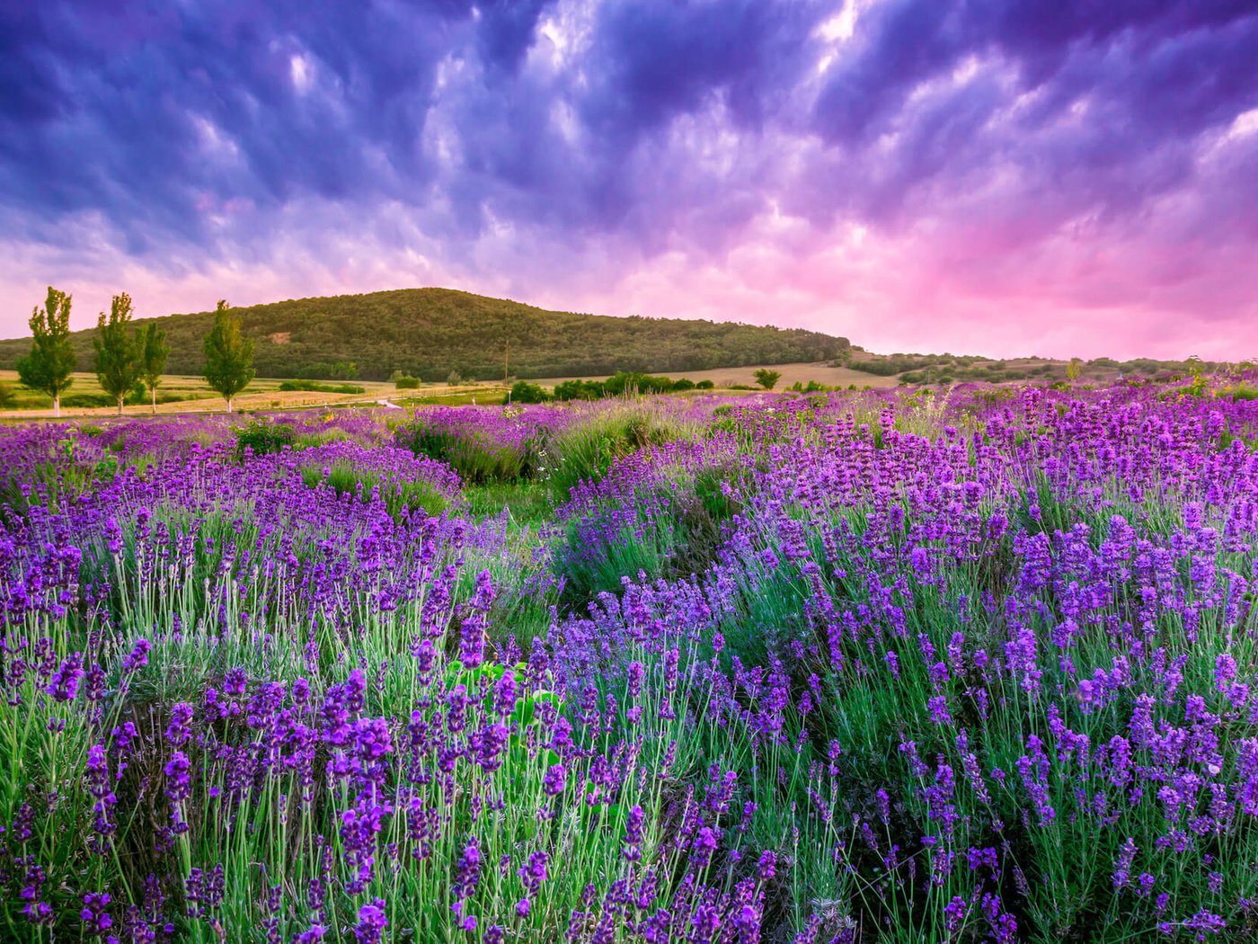 Обои цветы, восход, пейзаж, поле, лаванда, венгрия, flowers, sunrise, landscape, field, lavender, hungary разрешение 2560x1600 Загрузить