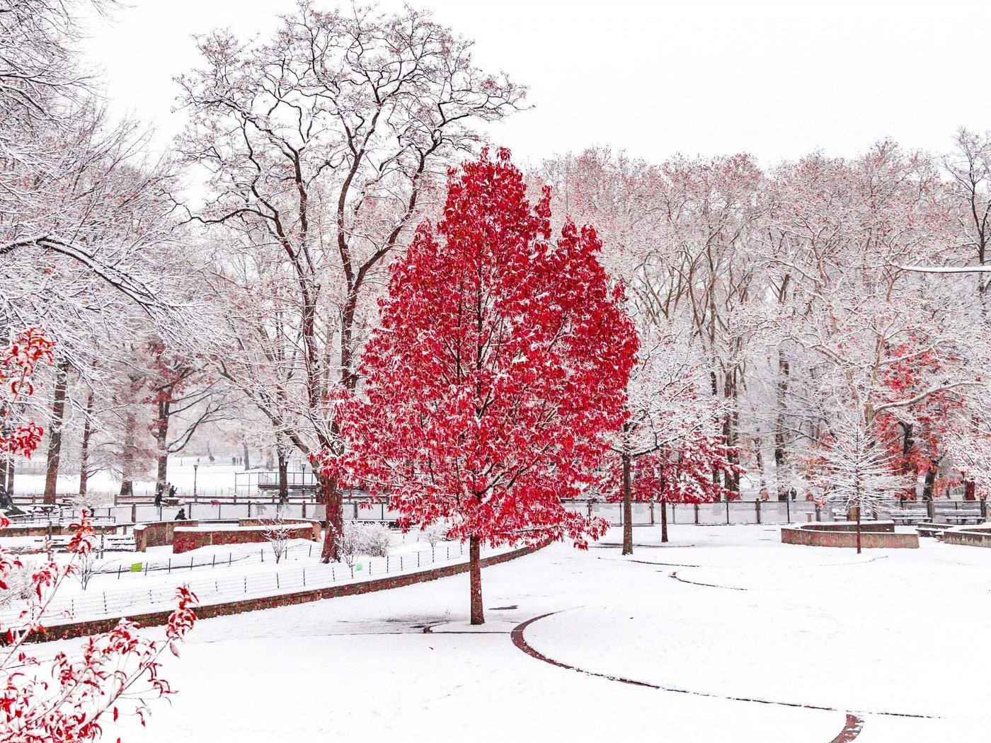 Обои деревья, снег, зима, парк, trees, snow, winter, park разрешение 3840x2160 Загрузить