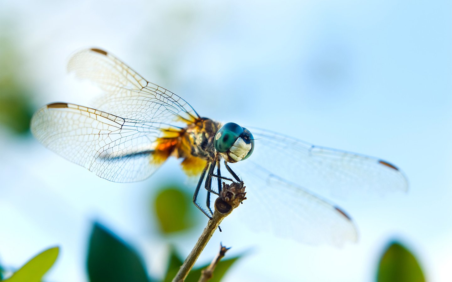 Обои глаза, насекомое, крылья, стрекоза, веточка, eyes, insect, wings, dragonfly, sprig разрешение 2560x1600 Загрузить