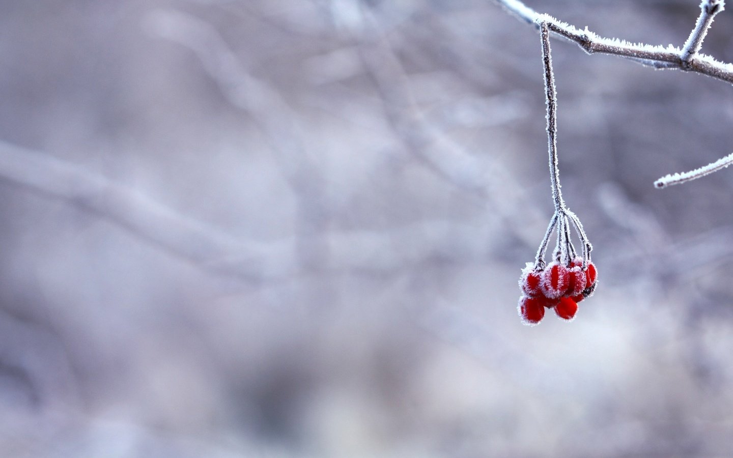 Обои ветка, снег, зима, иней, красные, ягоды, branch, snow, winter, frost, red, berries разрешение 3900x2363 Загрузить
