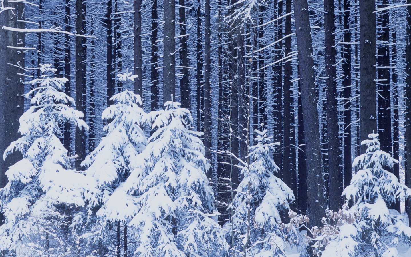 Обои снег, новый год, лес, зима, snow, new year, forest, winter разрешение 1920x1080 Загрузить