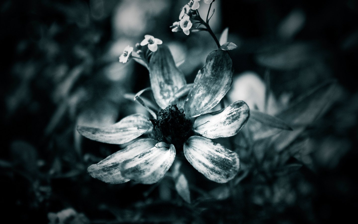 Обои макро, цветок, лепестки, чёрно-белое, macro, flower, petals, black and white разрешение 1920x1200 Загрузить