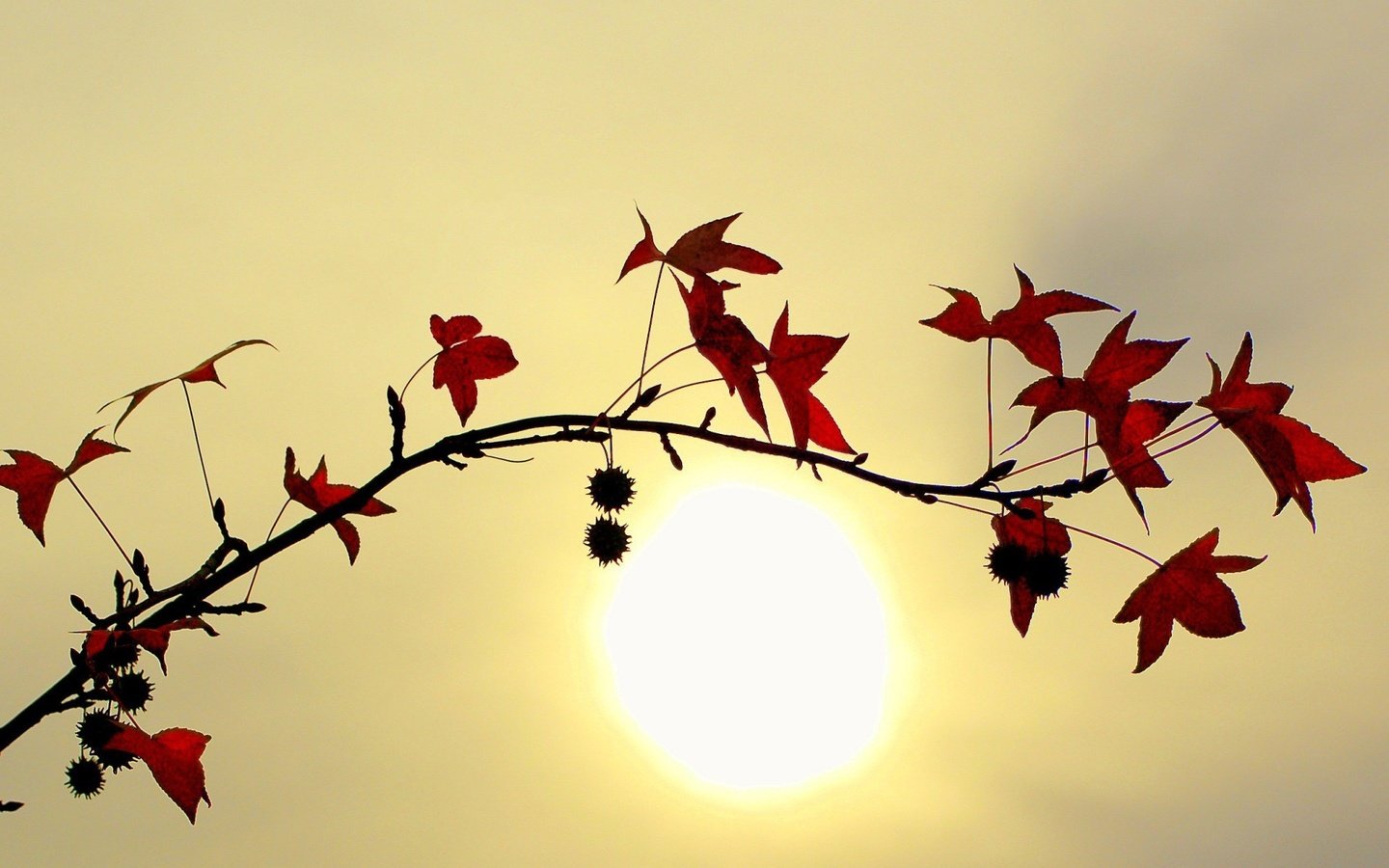 Обои ветка, солнце, листья, branch, the sun, leaves разрешение 1920x1440 Загрузить