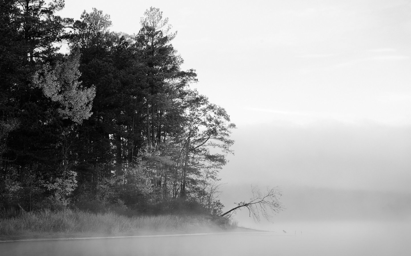 Обои деревья, вода, озеро, лес, туман, чёрно-белое, черно-белая, trees, water, lake, forest, fog, black and white разрешение 1920x1200 Загрузить