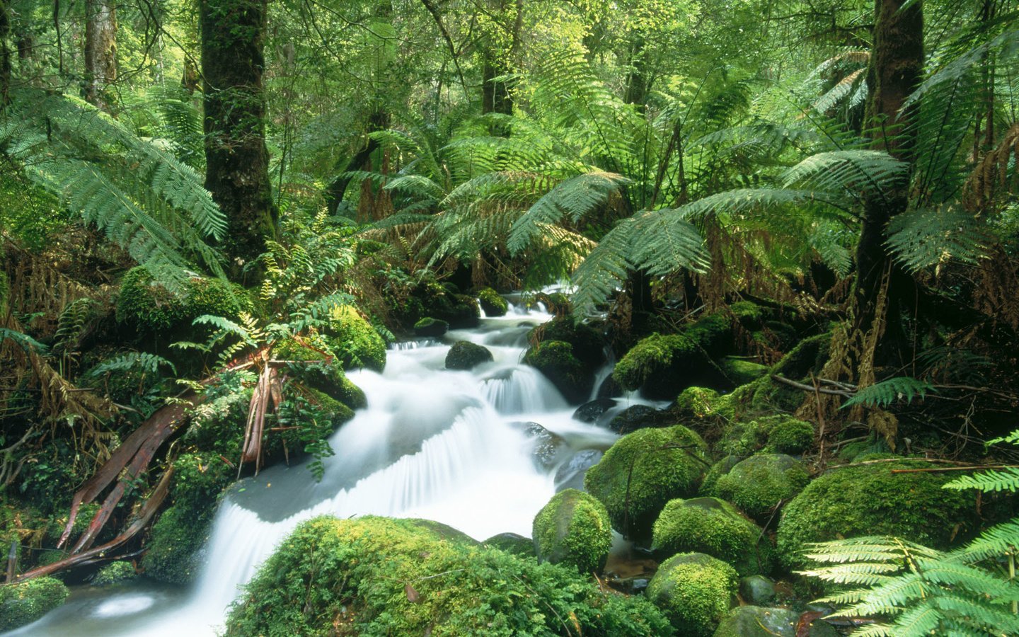 Обои лес, водопад, мох, папоротник, тропики, forest, waterfall, moss, fern, tropics разрешение 1920x1200 Загрузить