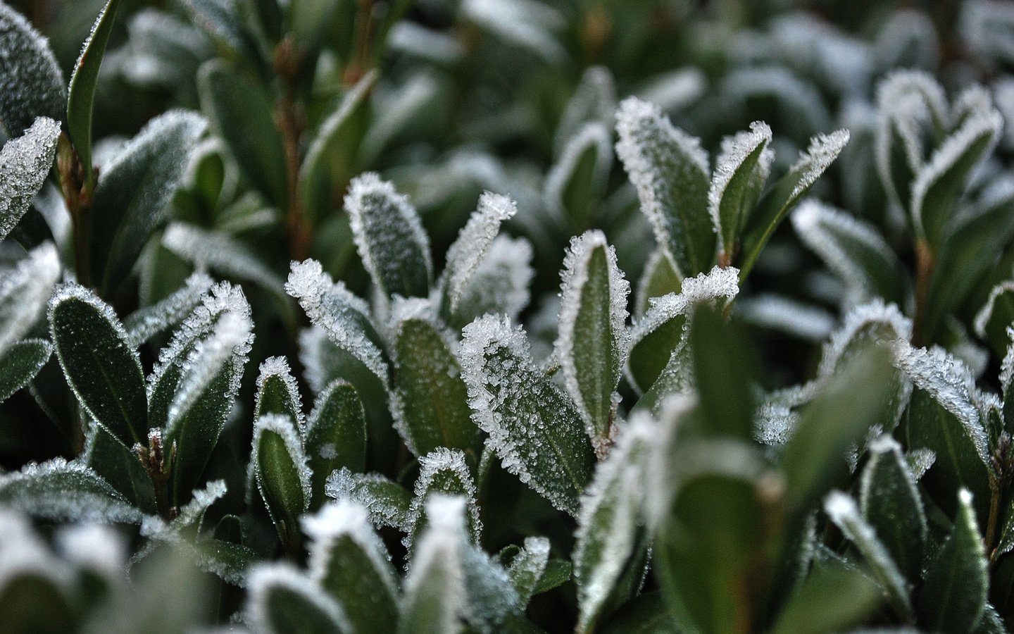 Обои трава, снег, иней, grass, snow, frost разрешение 2560x1600 Загрузить