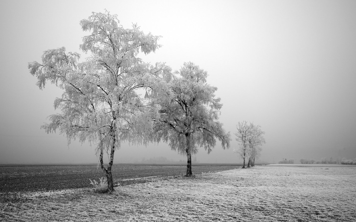 Обои дорога, деревья, зима, road, trees, winter разрешение 2560x1600 Загрузить