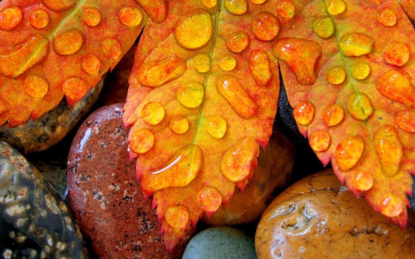 Обои капли, осень, лист, drops, autumn, sheet разрешение 2000x1333 Загрузить