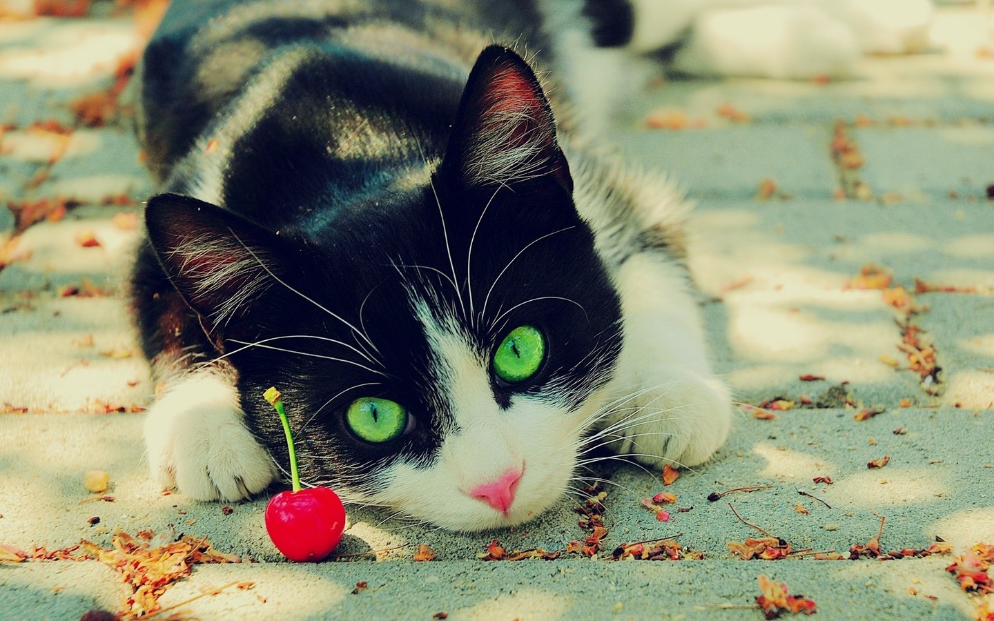 Обои глаза, кот, зеленые, вишня, чёрно-белый, eyes, cat, green, cherry, black and white разрешение 1920x1200 Загрузить