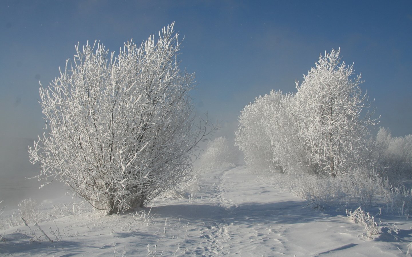 Обои деревья, снег, природа, зима, trees, snow, nature, winter разрешение 3456x2304 Загрузить