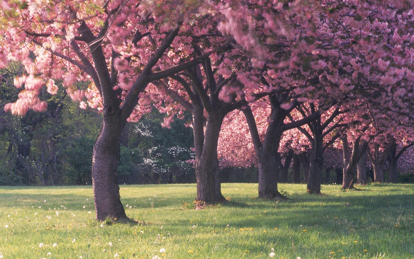 Обои цветы, трава, деревья, лес, красота, поляна, весна, flowers, grass, trees, forest, beauty, glade, spring разрешение 2560x1600 Загрузить