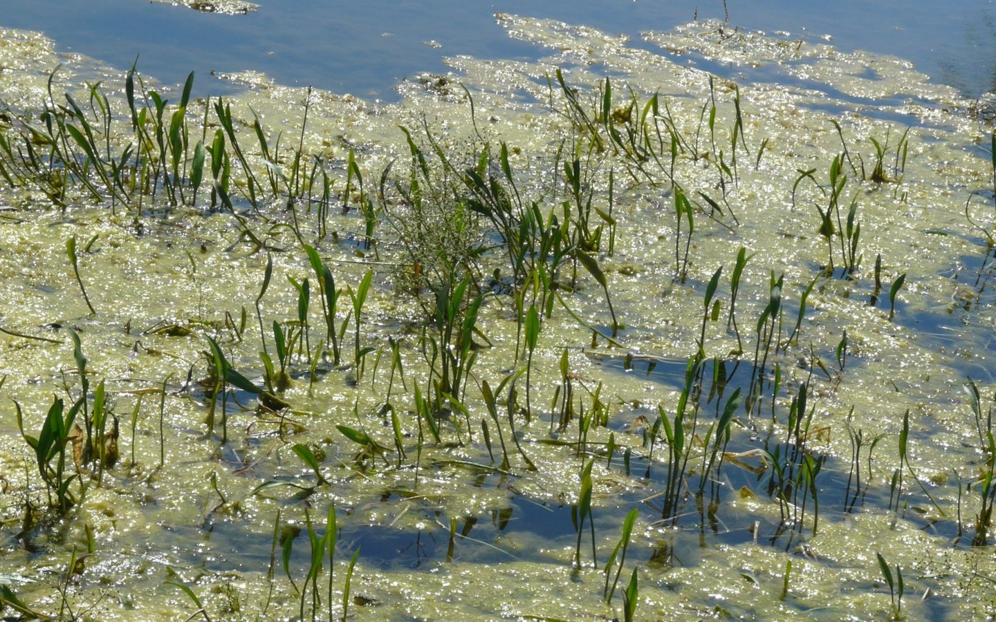 Обои лето зелень озеро, summer greens lake разрешение 1920x1082 Загрузить