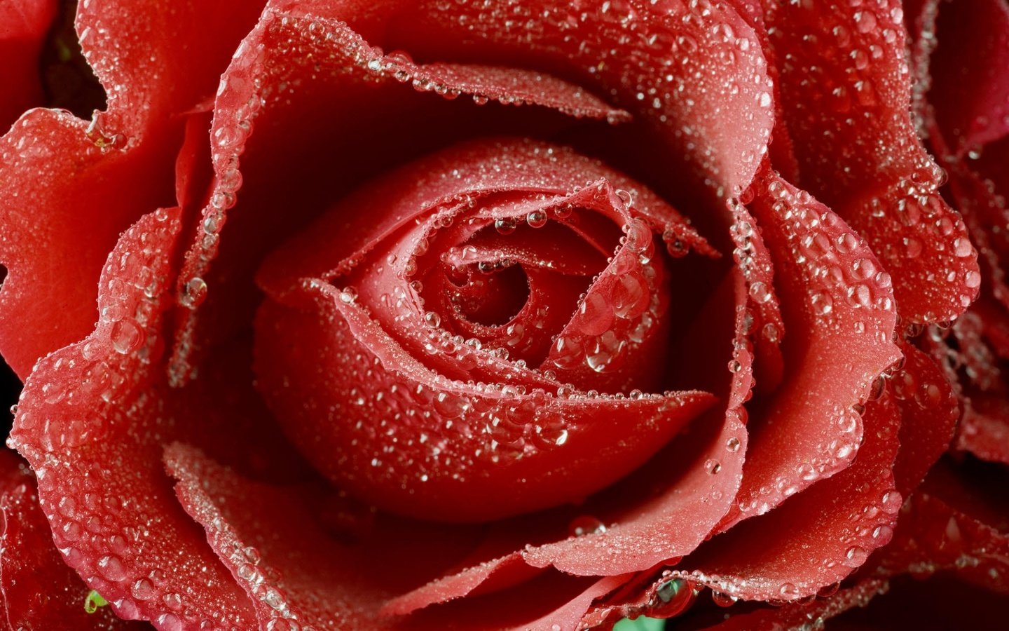 Обои роса, капли, роза, лепестки, бутон, крупным планом, rosa, drops, rose, petals, bud, closeup разрешение 1920x1200 Загрузить