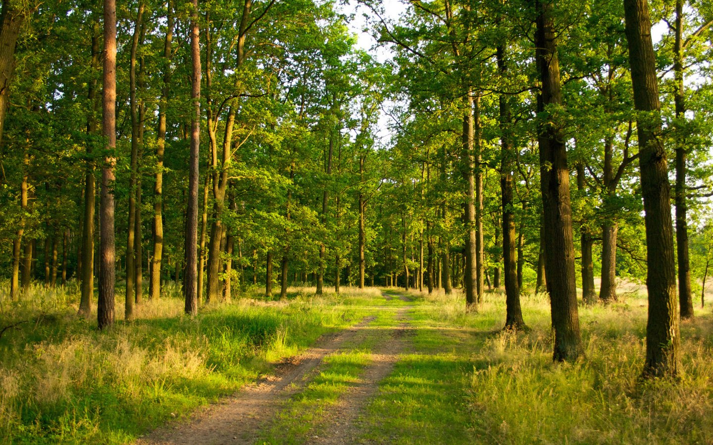 Обои дорога, лес, сосна, road, forest, pine разрешение 1920x1080 Загрузить