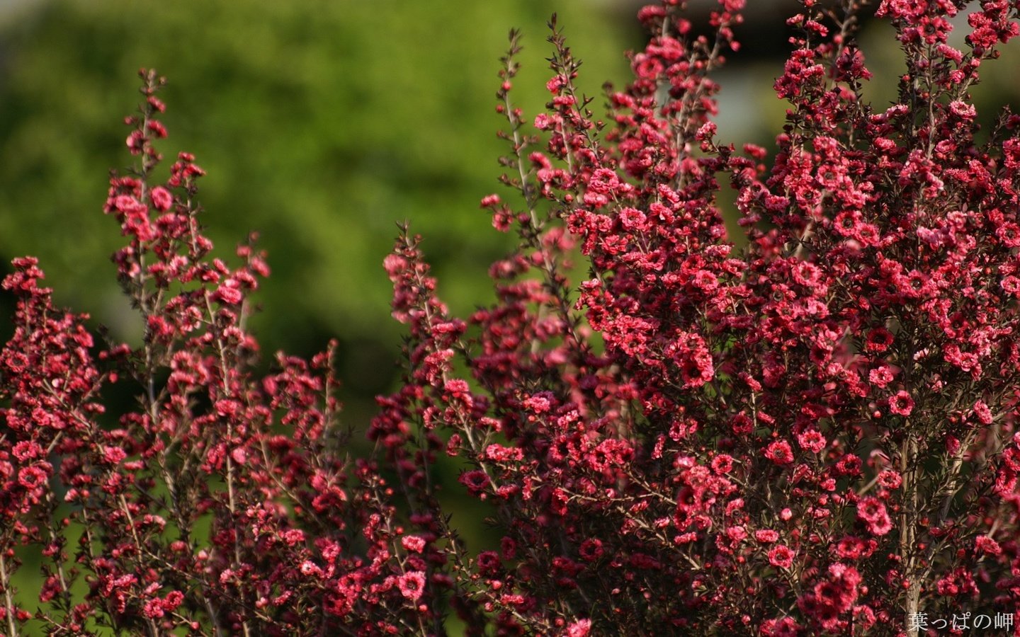 Обои лето, цвет, кустарник, summer, color, shrub разрешение 1920x1200 Загрузить