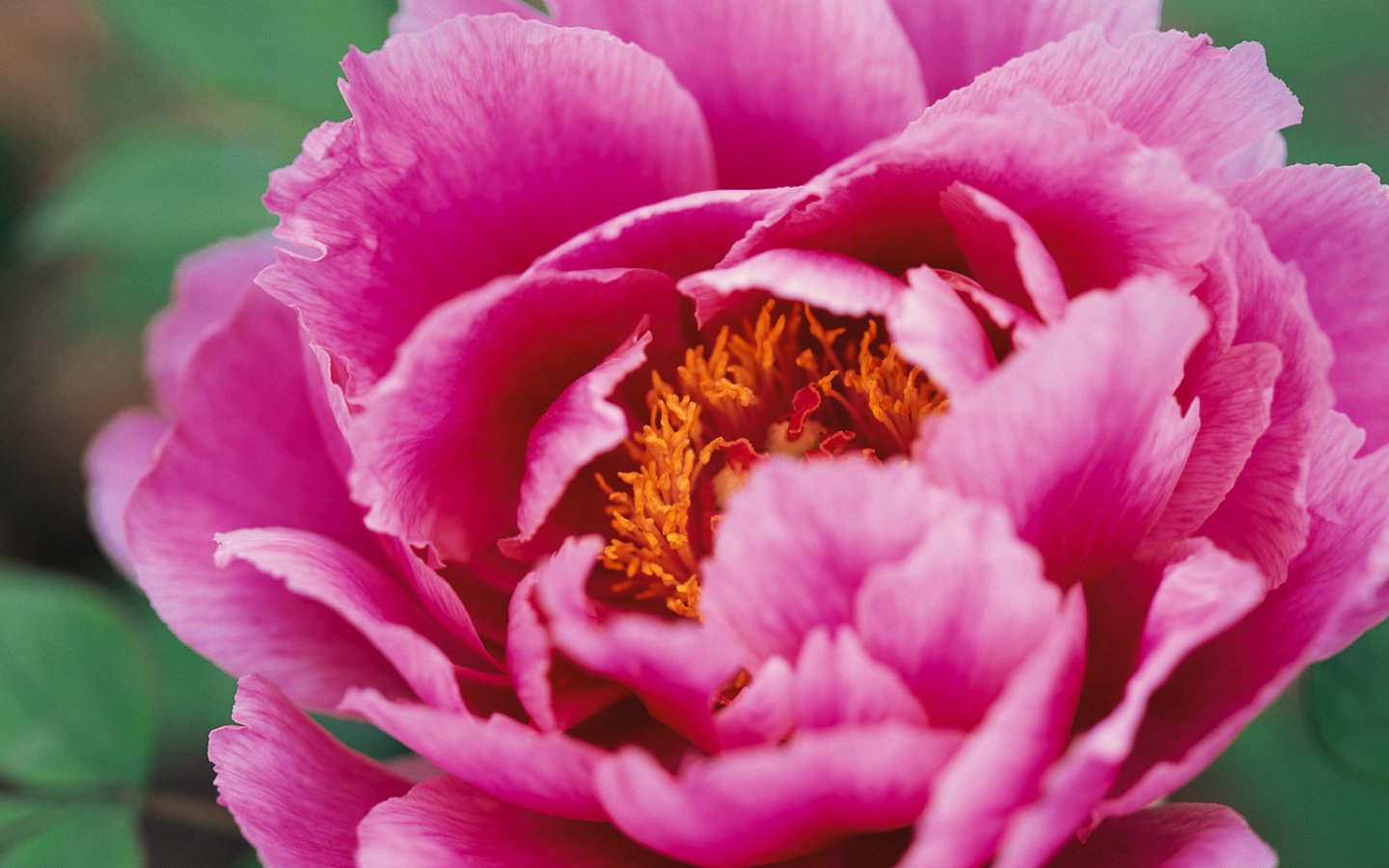 Обои цветок, лепестки, розовые, пион, крупным планом, flower, petals, pink, peony, closeup разрешение 1920x1200 Загрузить