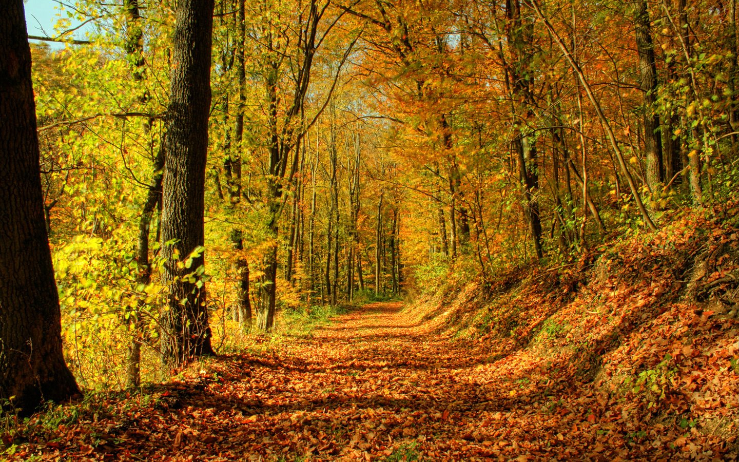 Обои деревья, солнце, лес, листья, листва, осень, тропа, trees, the sun, forest, leaves, foliage, autumn, trail разрешение 1920x1200 Загрузить