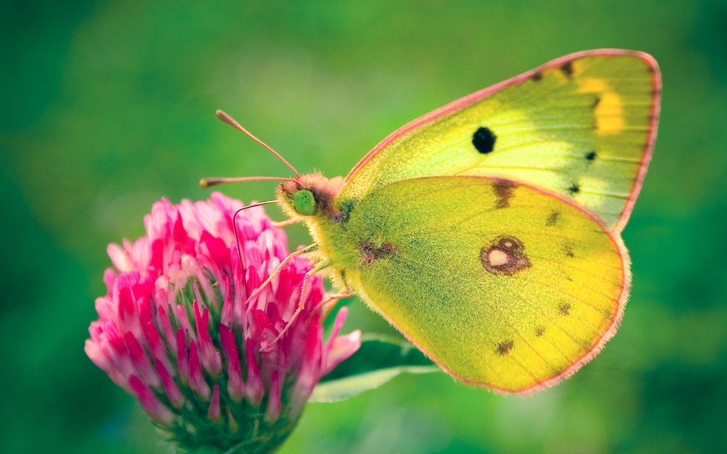 Обои клевер, цветок, бабочка, желтушка луговая, clover, flower, butterfly, european swallowtail разрешение 1920x1200 Загрузить