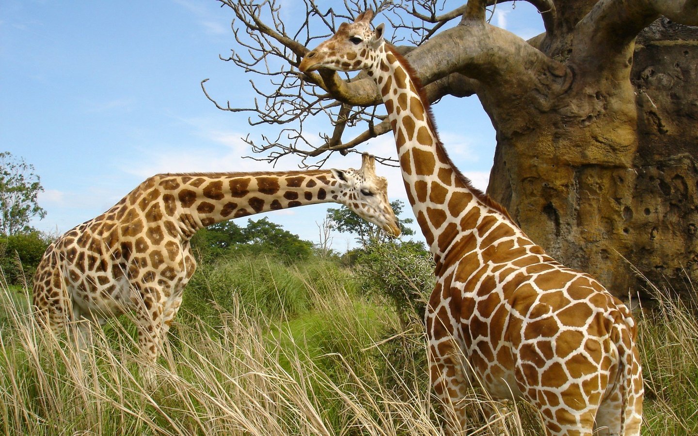 Обои жирафы, небо, шея, трава, природа, дерево, пятна, африка, пара, жираф, giraffes, the sky, neck, grass, nature, tree, spot, africa, pair, giraffe разрешение 2560x1600 Загрузить