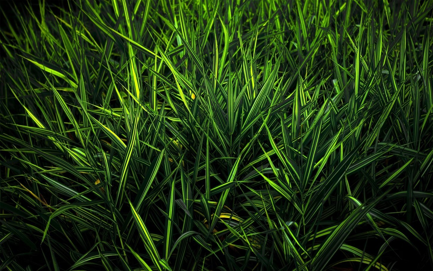 Обои трава, зелень, цвет, grass, greens, color разрешение 2560x1600 Загрузить