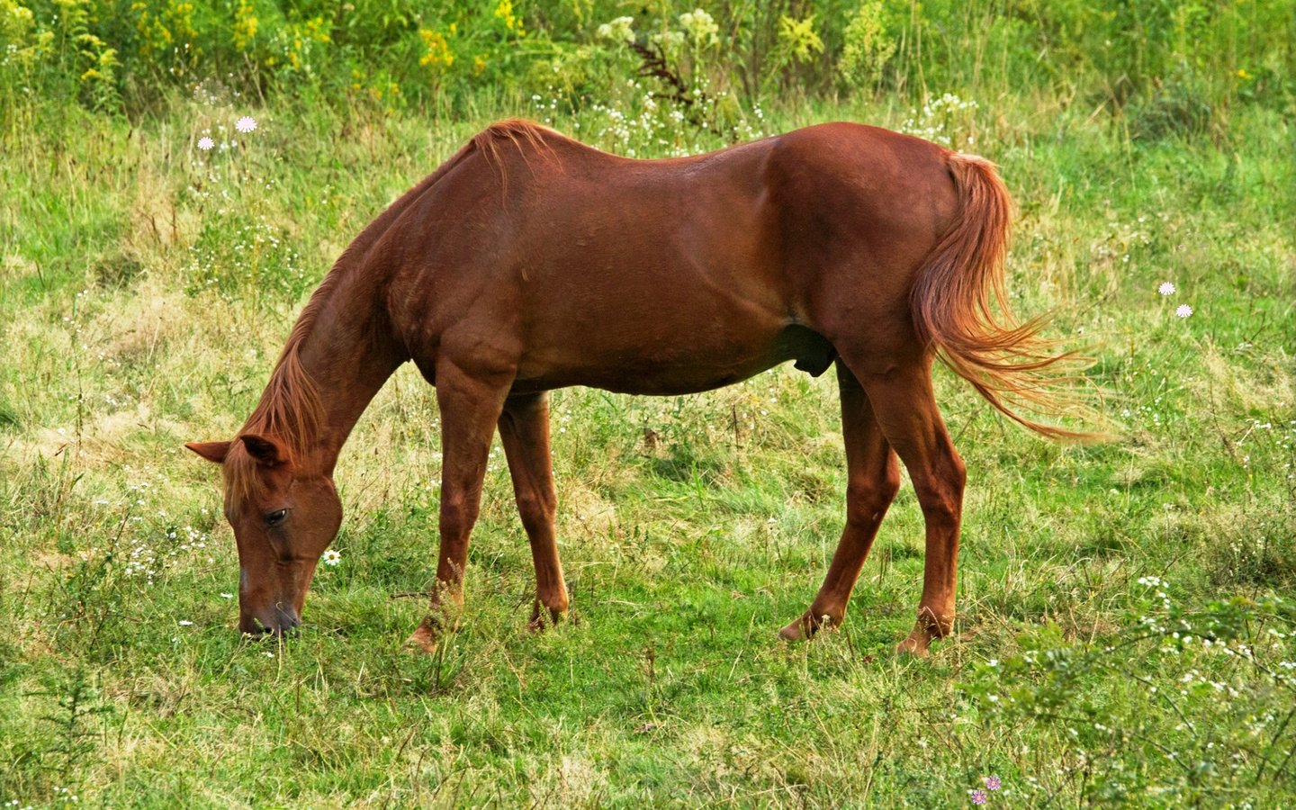 Обои лошадь, луг, конь, horse, meadow разрешение 1920x1200 Загрузить