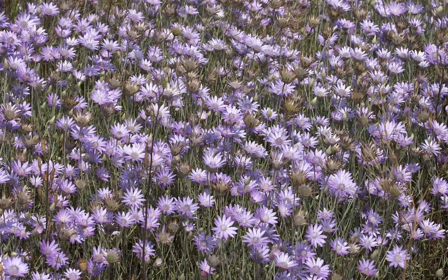 Обои цветы, полевой, сухоцвет, бессмертник, flowers, field, the dried flowers, helichrysum разрешение 2560x1600 Загрузить